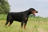 DOBERMANN 1274